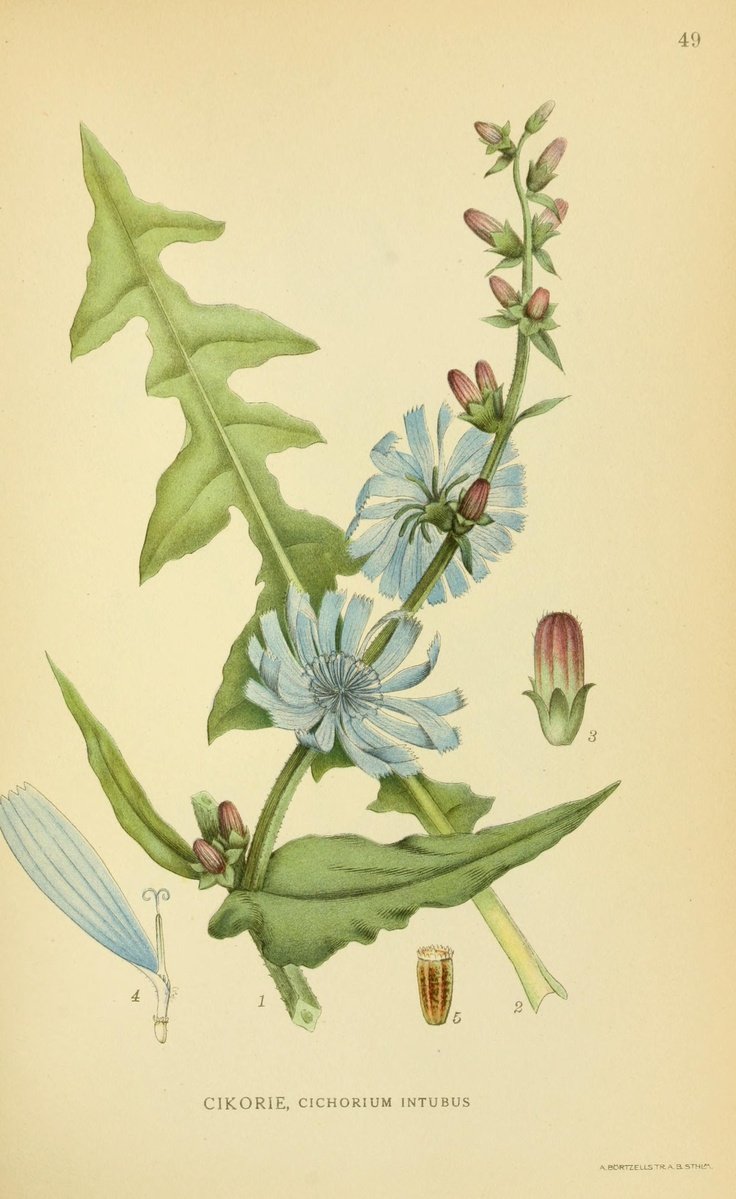 Cichorium intybus Ботаническая иллюстрация