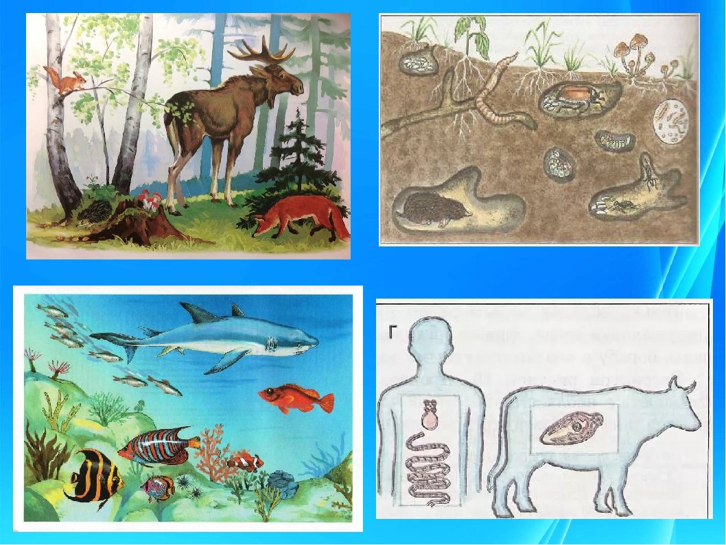 На земле существует четыре основные среды обитания. Обитатели среды обитания. Рисунок на тему среда обитания. Среды обитания живых организмов. Экологические среды обитания.