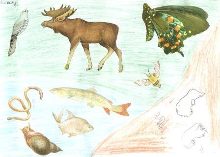 Рисунки к трём средам обитания