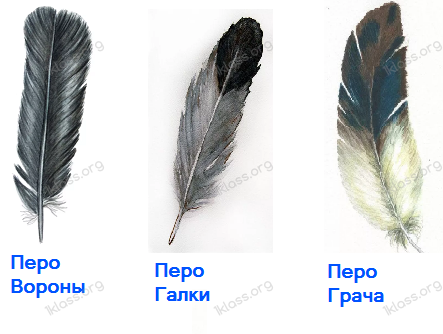 Перья вороны галки и Грача