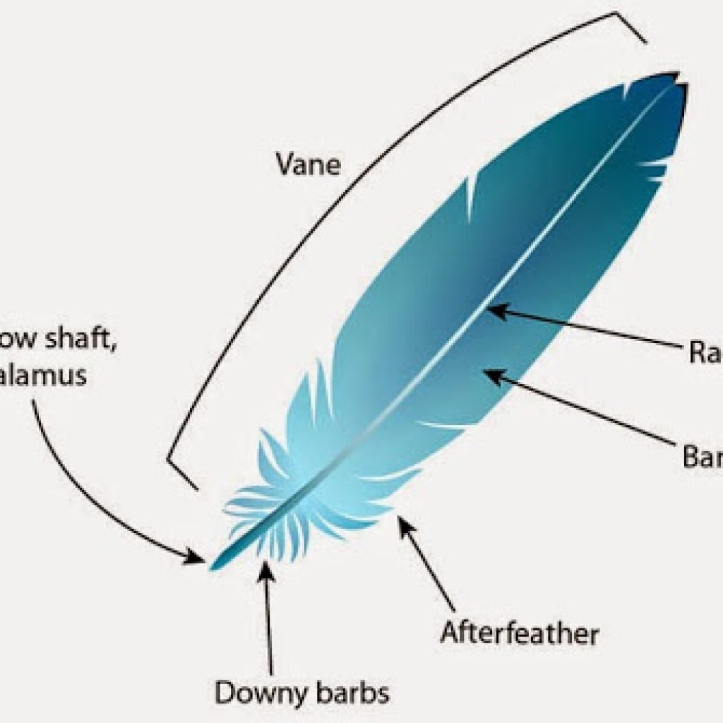 Широкая и мягкая часть пера называется. Перо птицы строение. Строение контурного пера. Контурное перо. Контурное перо птицы.