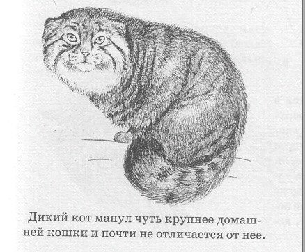 Кот Манул рисунок