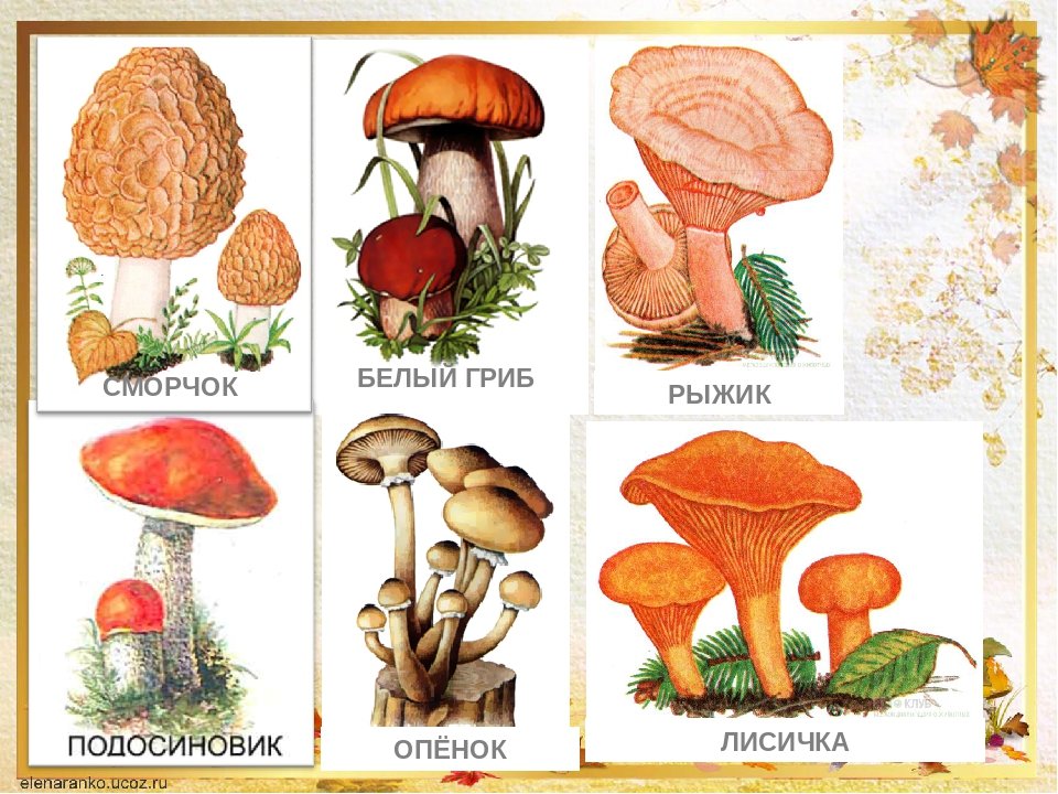 Подберезовик рыжик. Изучаем грибы не сьедобные. Рисунки грибов. Съедобные грибы. Грибы для детей.