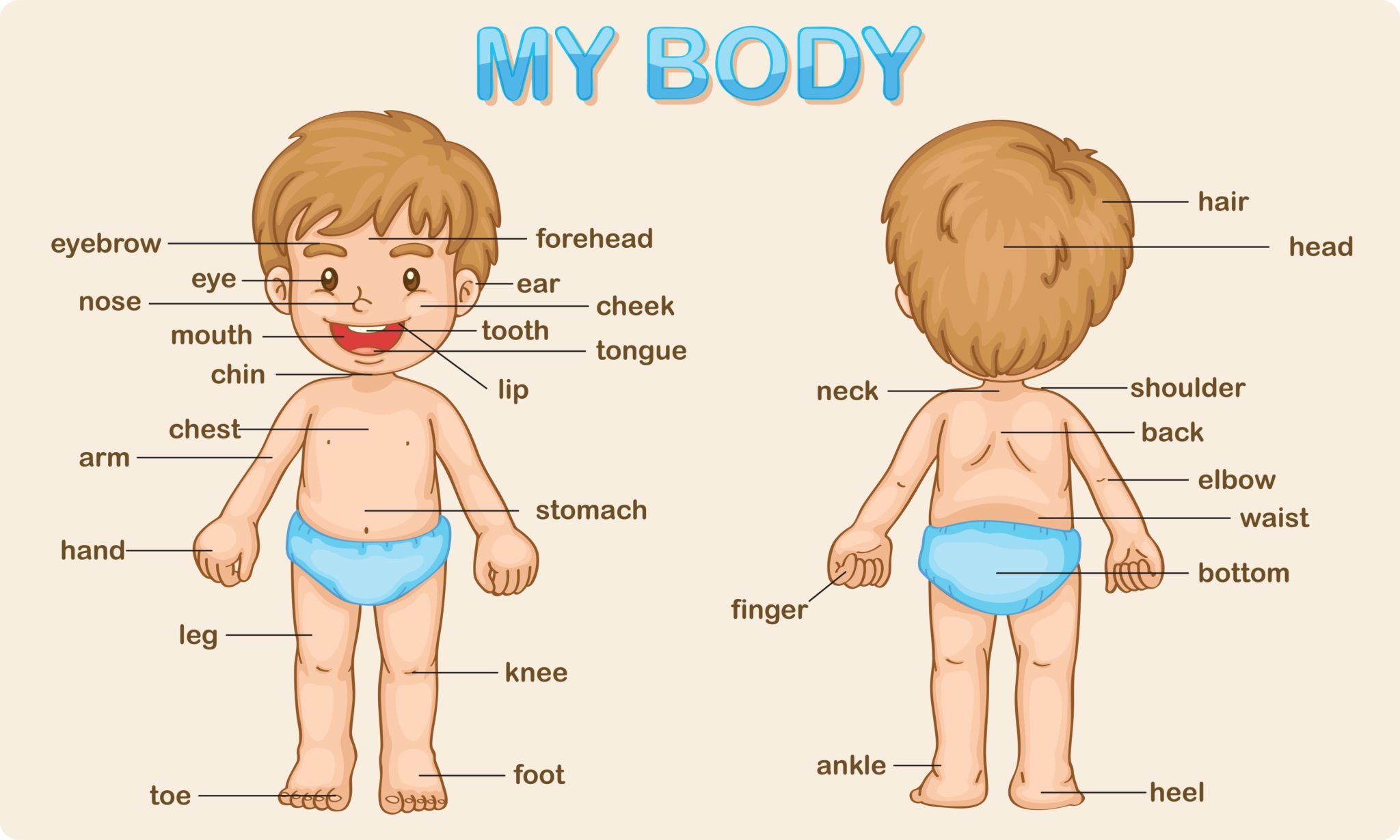 Partes del cuerpo humano en inglés