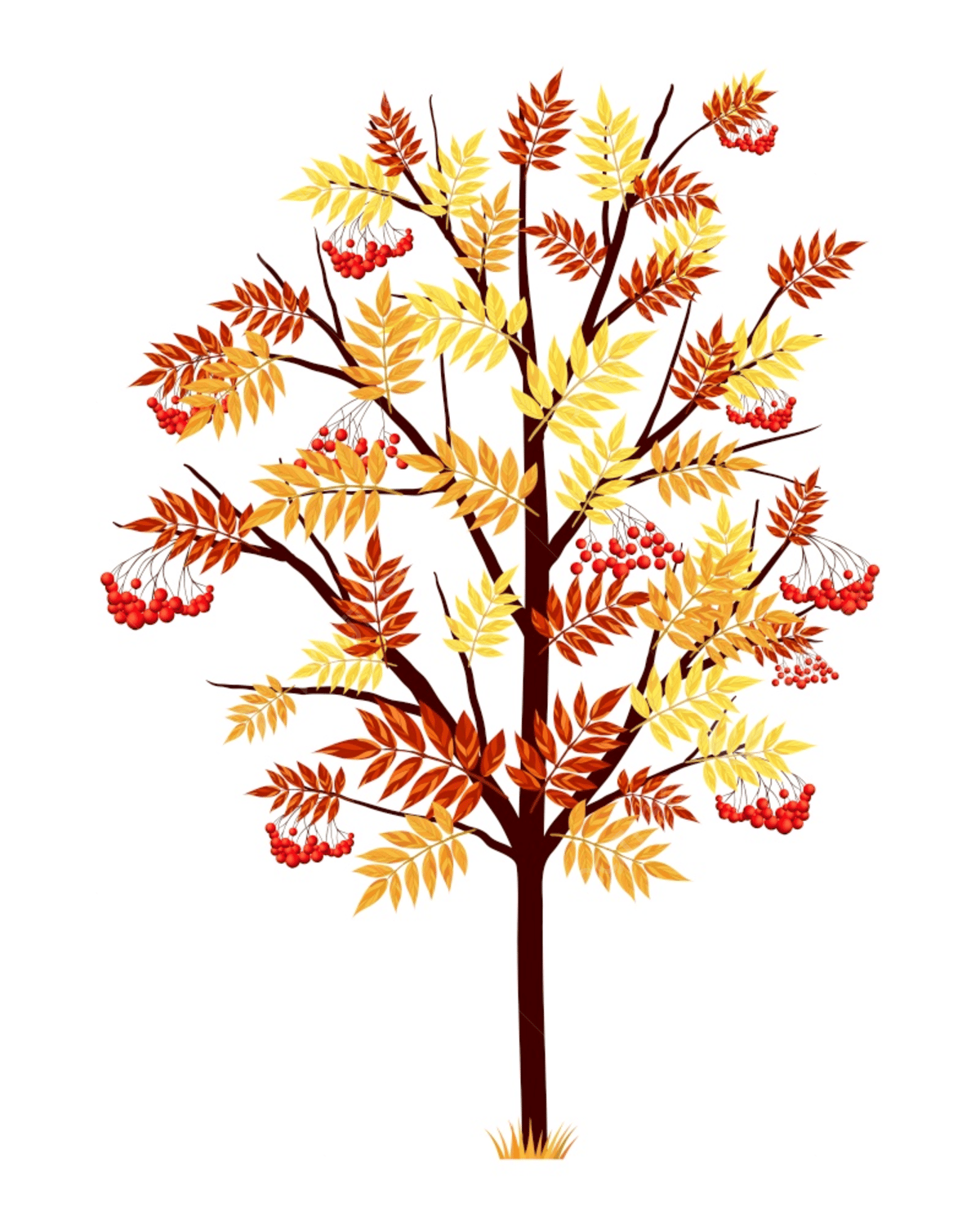Дерево рябина осенью