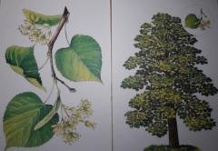 Липа для детей