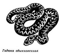 Гадюка обыкновенная нарисовать