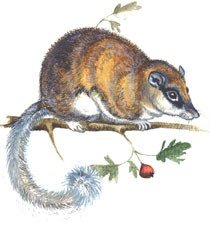 Лесная Соня рисунок