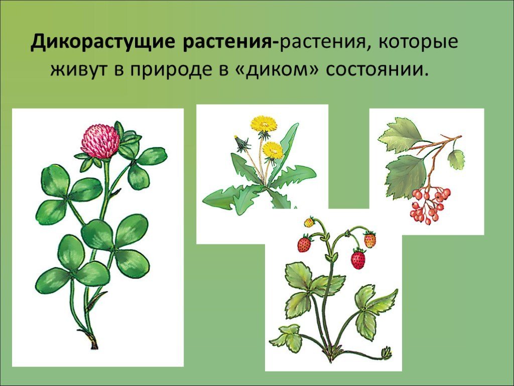 Примеры про растения. Дико растушиерастения. Дикорвстущии растении. Дикие растения названия. Дикорастущие и культурные растения.