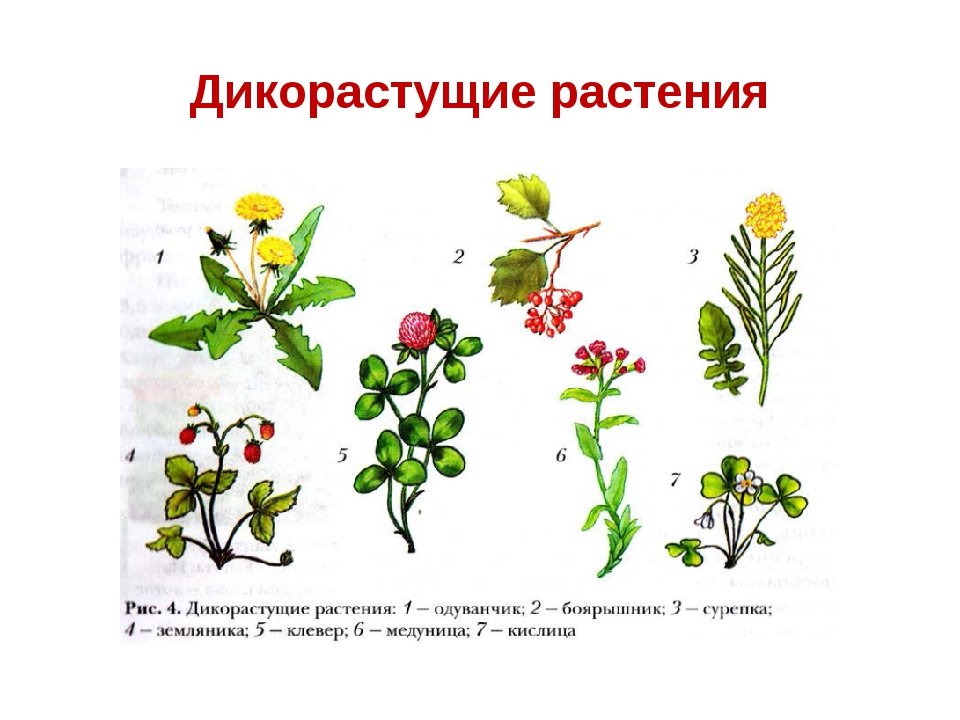 Примеры про растения. Лекарственные дикорастущие растения названия. Дикорастущие травы названия 2. Дико растушиерастения. Дикорастущие растения примеры.