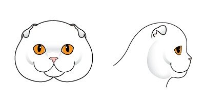 Шотландская вислоухая кошка без фона