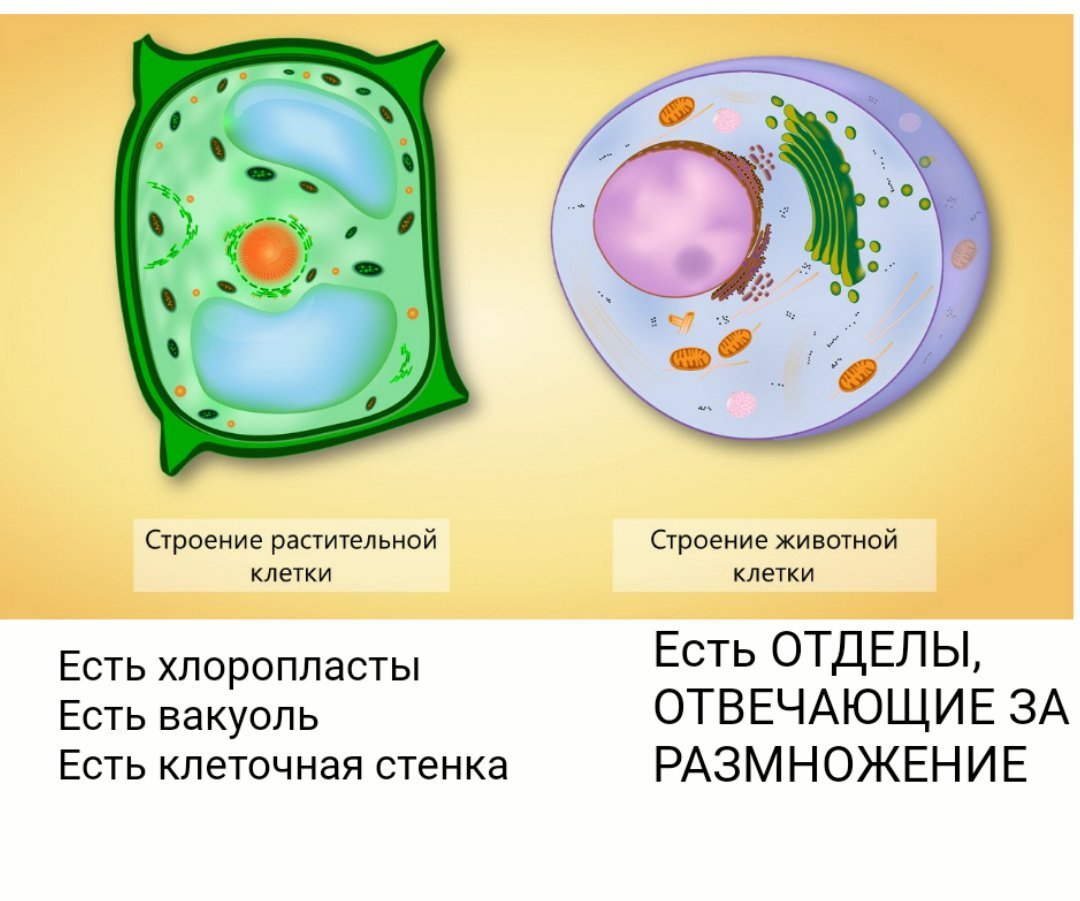 Растительная живая клетка рисунок. Растительная клетка и животная клетка 5 класс биология. Строение растительной клетки 5 класс биология рисунок. Строение растительной клетки 7 класс биология. Строение растительной клетки 5 класс биология.