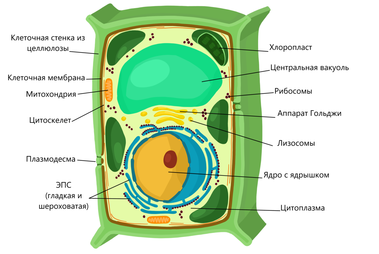 Схема строения растительной клетки. Строение мембраны растительной клетки. Клетка царства растительной клетки. Структура растительной клетки схема. Изучение растительной клетки