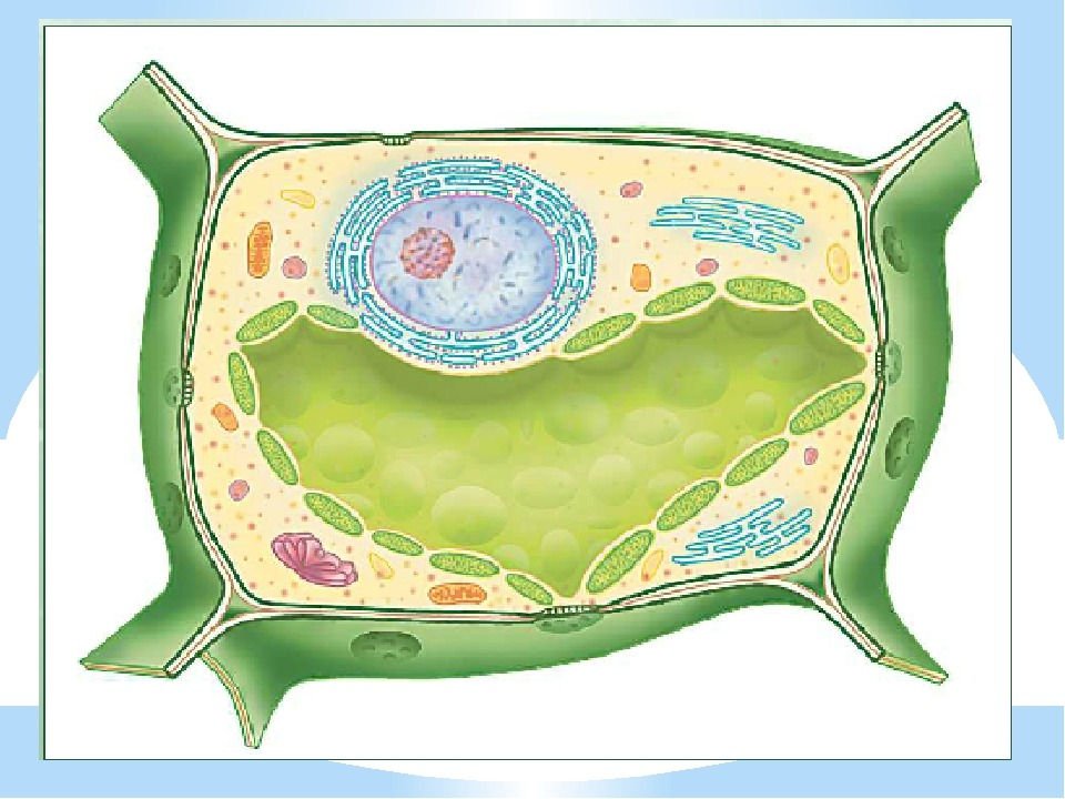 Растительные клетки зарисовать. Рисунок растительной клетки 5 класс биология. Растительная клетка раскраска.