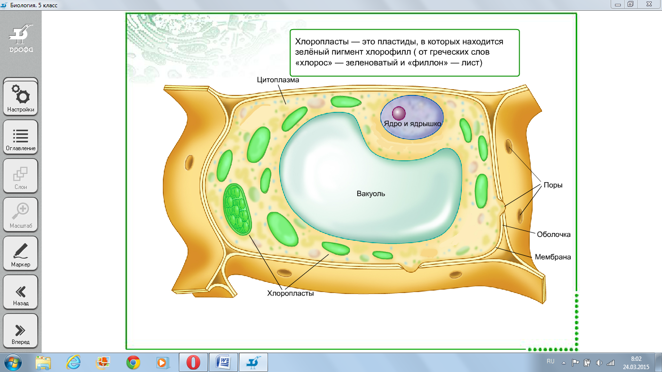 Строение растительной клетки 5 класс биология рисунок. Рисунок растительной клетки 5 класс биология. Строение растительной клетки 5 класс биология. Строение клетки растения 5 класс биология.