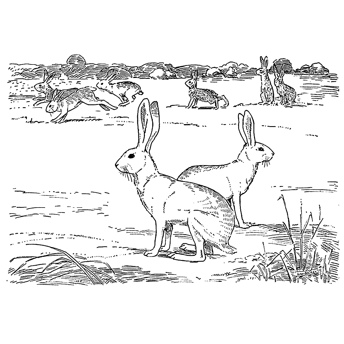 Заяц русак детские рисунки