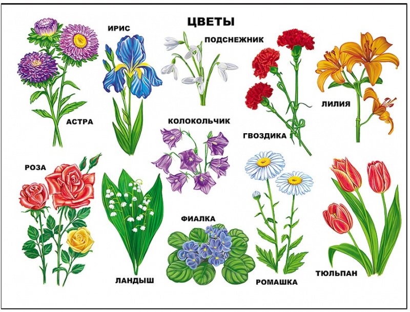 Многолетние цветы: фото с названиями
