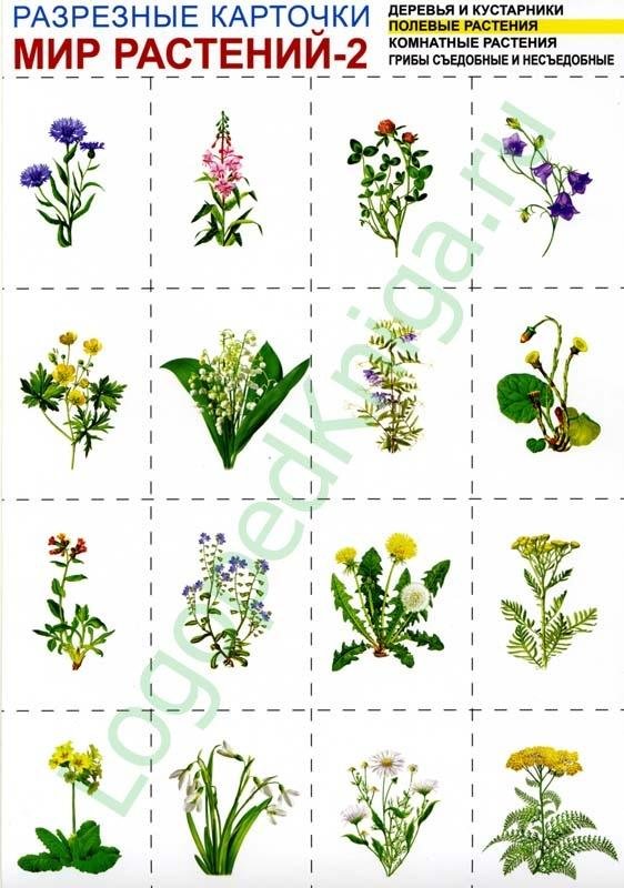 Игра растительный мир. Мир растений-2. комплект разрезных карточек. Карточки с изображением цветов. Растения для дошкольников. Растения карточки для детей.