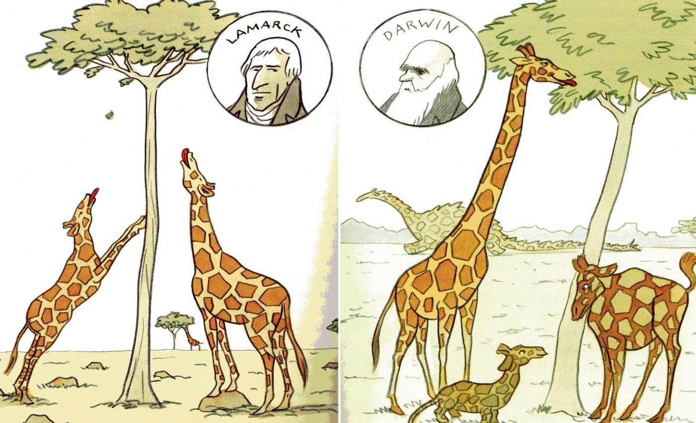 Ламарк теория Жираф