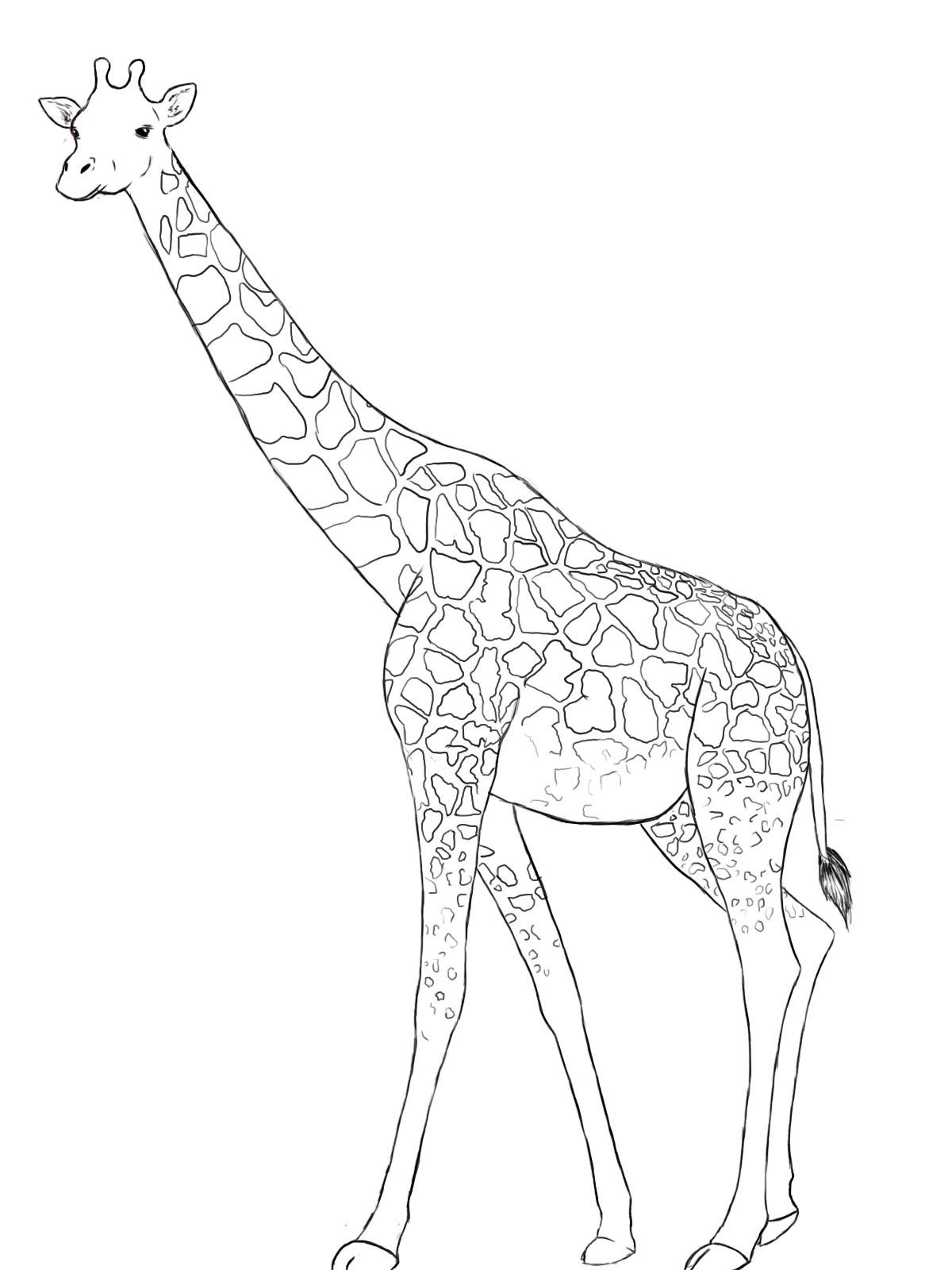 Жираф карандашом