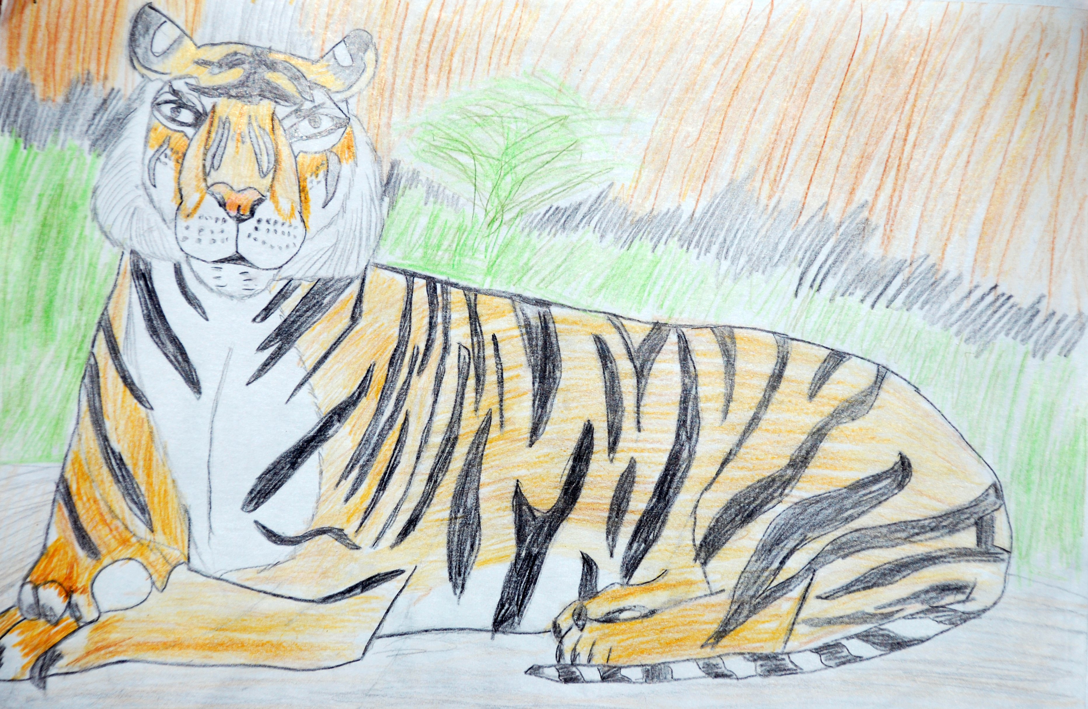 Уссурийский тигр карандашом