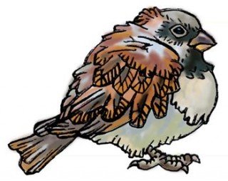 Растрепанный Воробей Паустовский раскраска