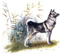 Дмитрий Наркисович мамин-Сибиряк приёмыш