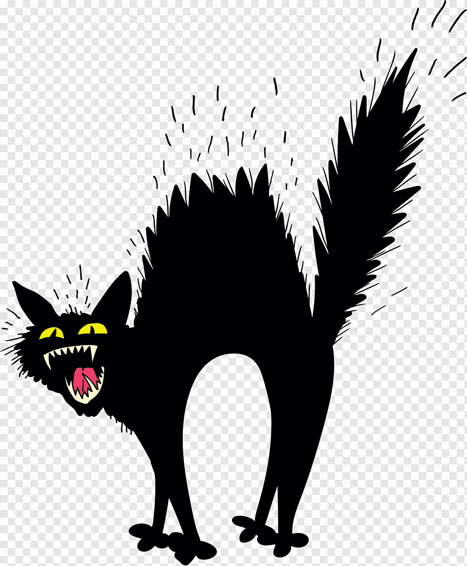 Взъерошенная черная кошка