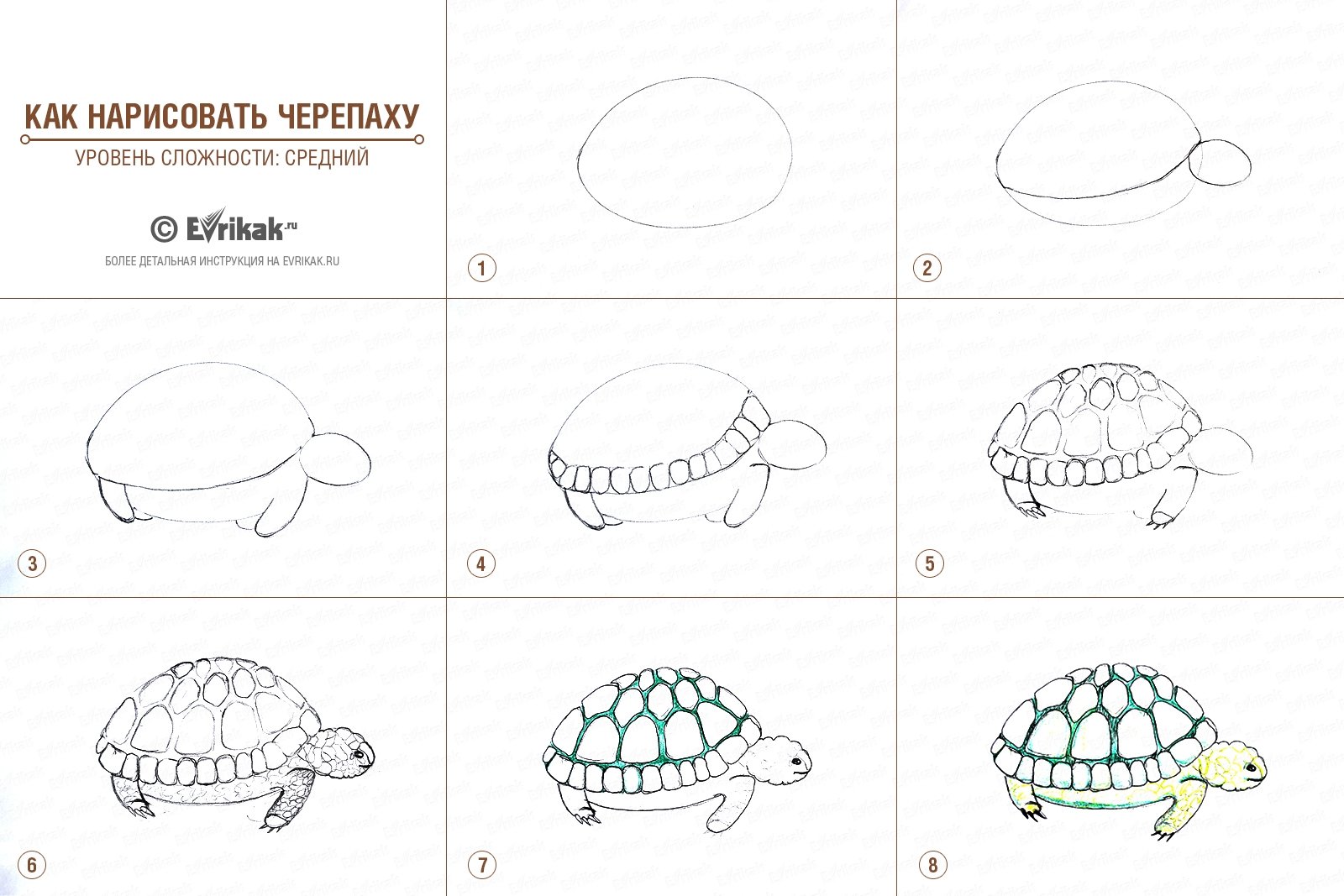 Черепаха пошагово рисовать для детей