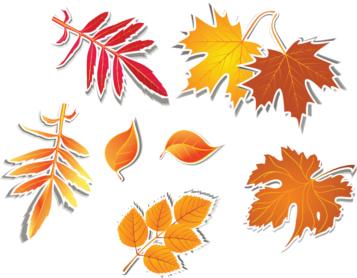 Листики картинки нарисованные. Украшение "лист". Осенние листья рисунок. Разноцветные листья на прозрачном фоне. Маленькие осенние листочки.