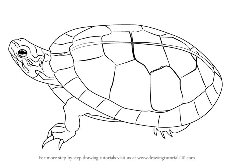 Красноухая черепаха раскраска. Черепаха раскраска для детей. Раскраски черепах красноухих. Болотная черепаха раскраска.