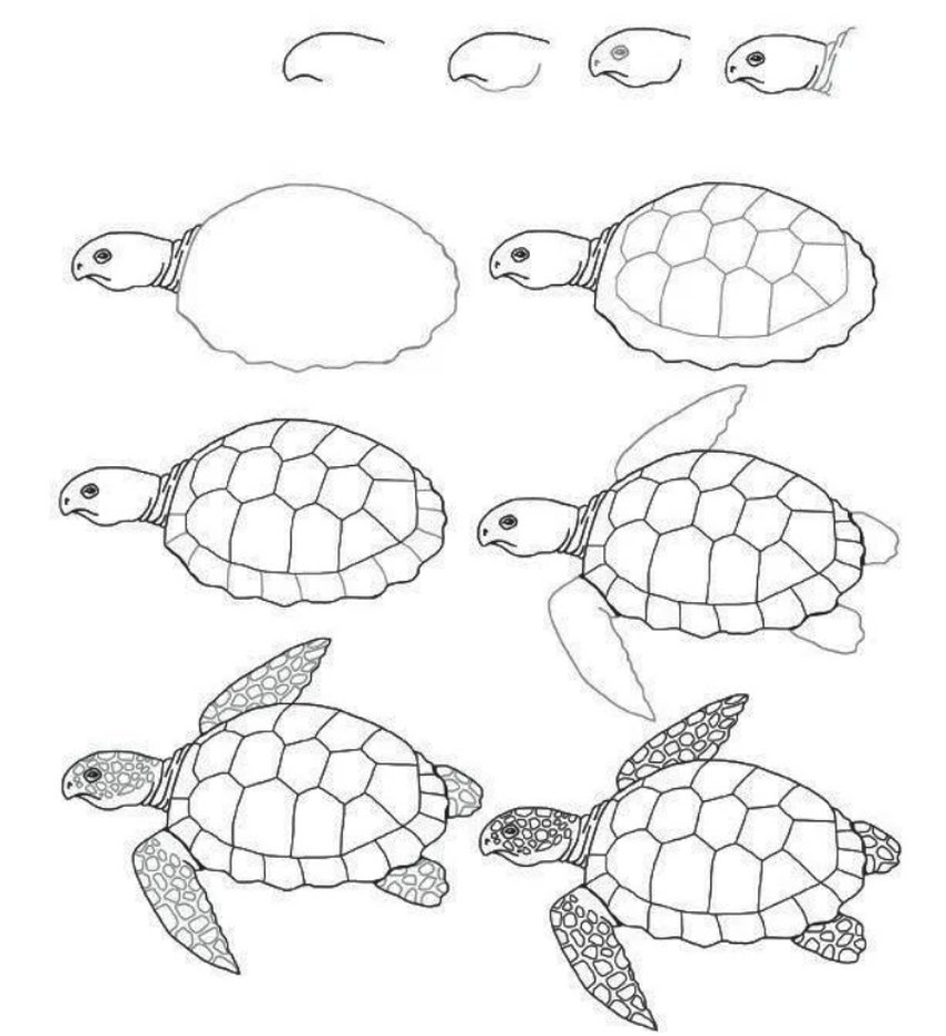 Нарисовать черепаху пошагово