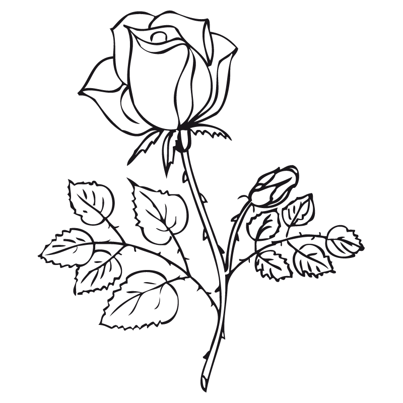 Найти рисунки цветов. Роза раскраска. Роза раскраска для детей. Раскраска роза цветок. Раскраски для девочек цветы.