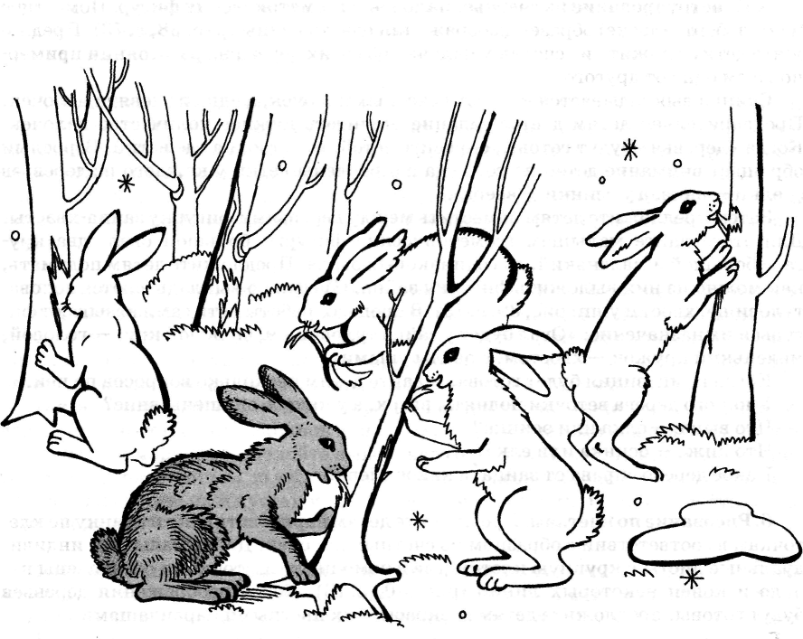Животные весной занятие в средней группе. Заяц раскраска для детей. Заяц в лесу раскраска. Заяц рисунок. Раскраска заяц зимой.