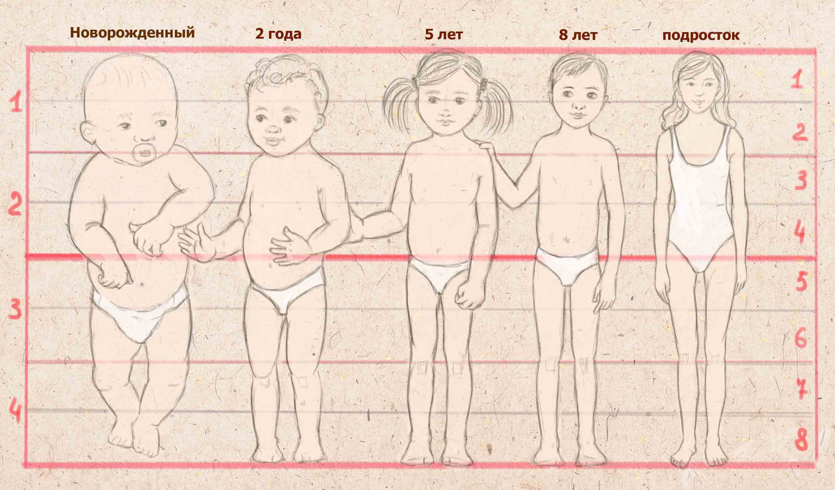 Пропорции тела ребенка