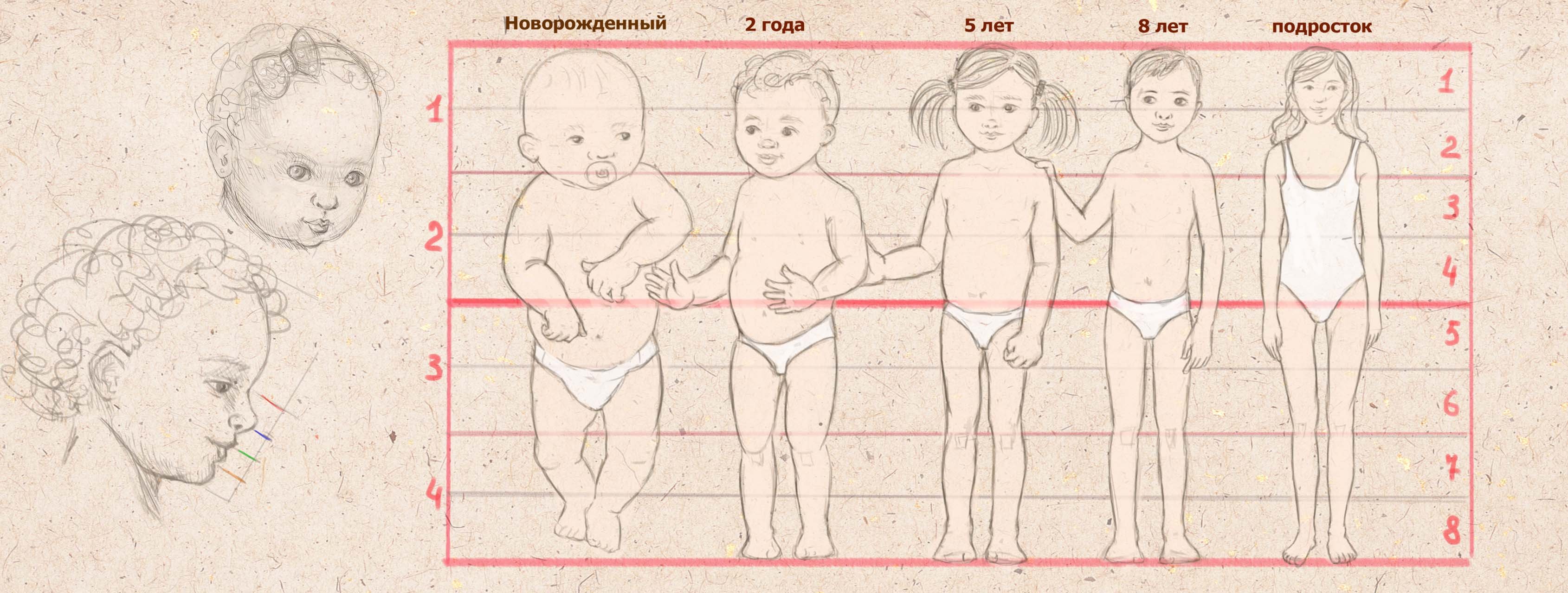 Пропорции тела ребенка