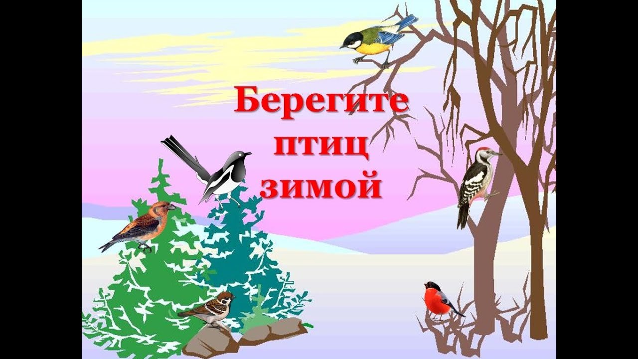 Берегите люди птиц. Берегите птиц зимой. Плакат берегите птиц. Берегите птиц для детей. Акция берегите птиц.