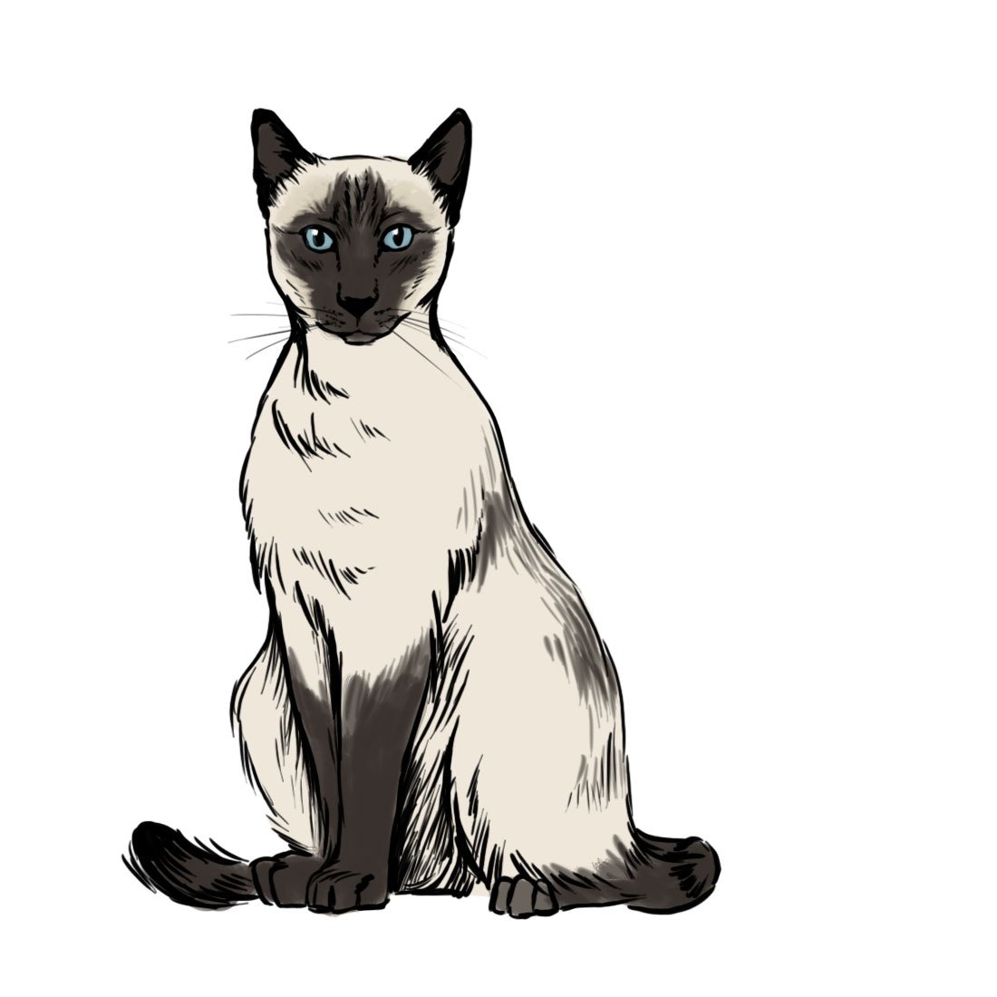 Сиамская кошка рисунок