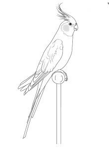 Попугай корелла рисунок