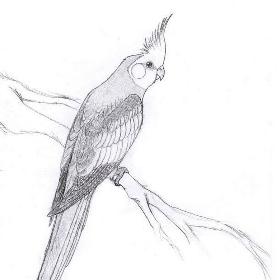 Рисунок птиц карандашом легкие. Попугай корелла. Попугай корелла рисунок. Разукрашка попугай корелла. Попугай корелла скетч.