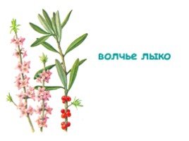 Волчье лыко черно