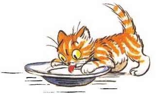 Котенок с миской рисунок