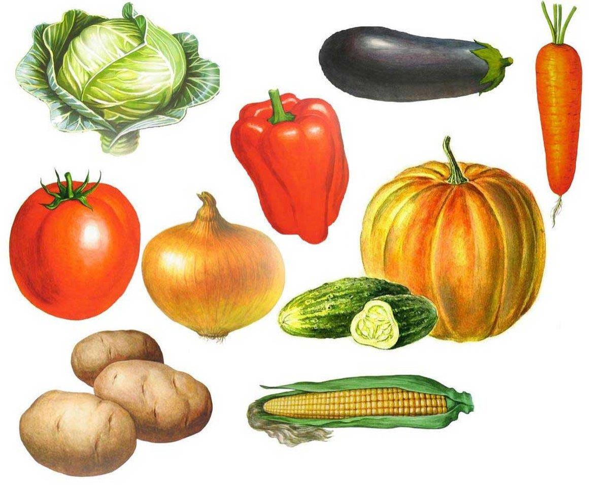 Обобщение карточки 4 класс. Овощи для детей. Овощи для детей дошкольного возраста. Карточки с изображением овощей. Наглядный материал овощи.