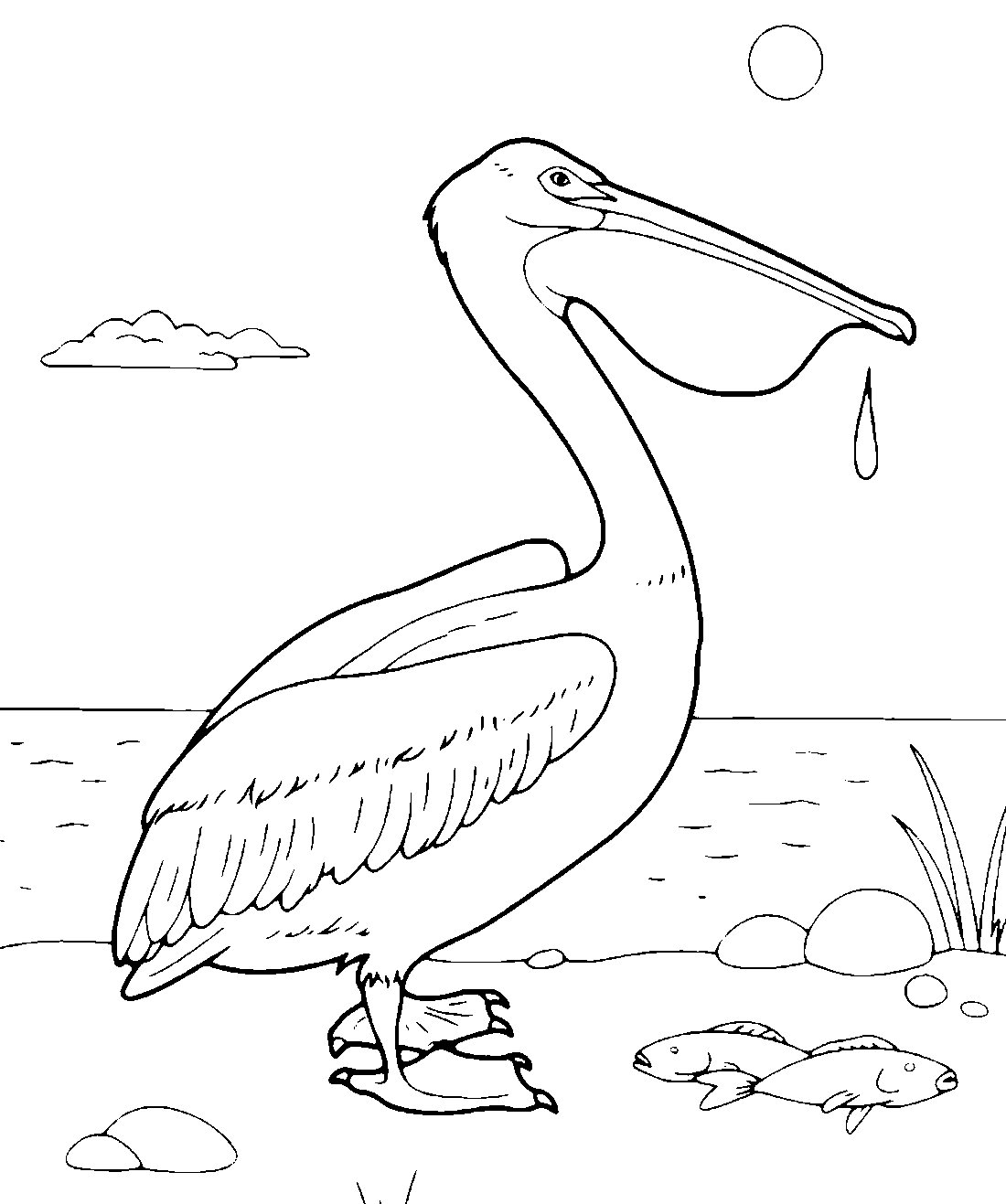 Раскраски для детей птицы Пеликан