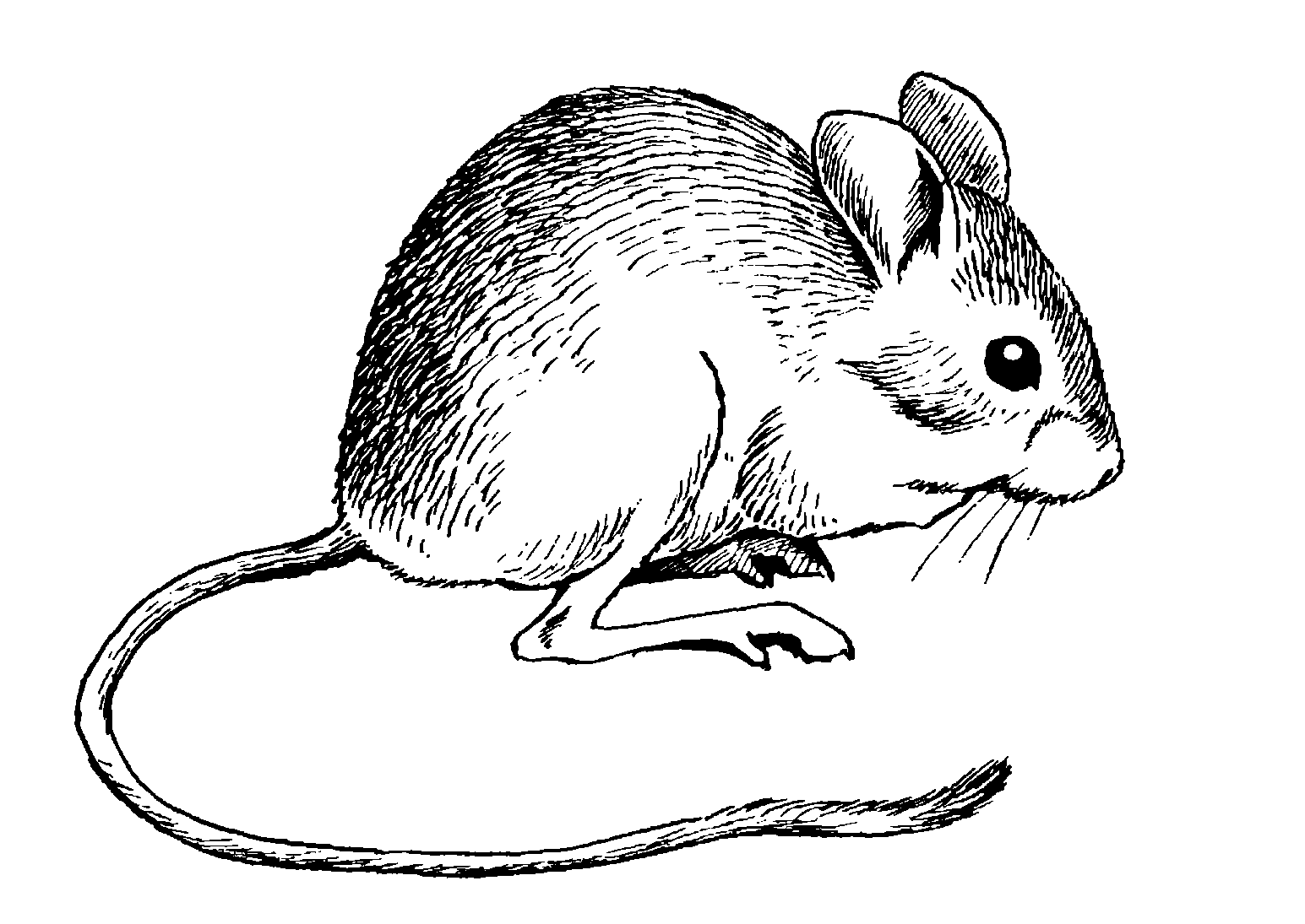 Мышь сбоку рисунок