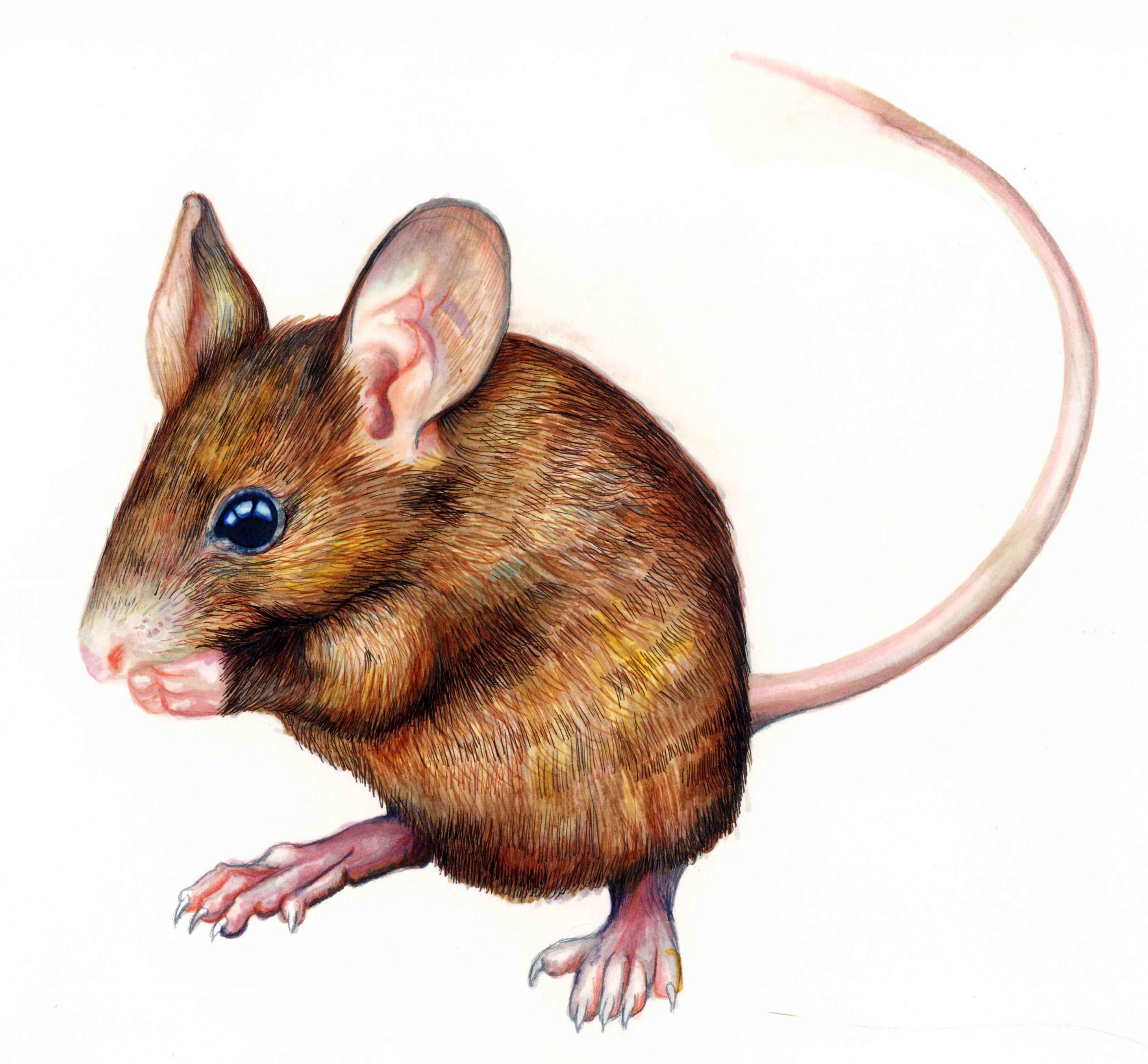 Рис мыши. Мышь полевка рисунок. Мышка Лесная на прозрачном фоне. Мышь полевка на белом фоне. Лесная мышь на белом фоне.