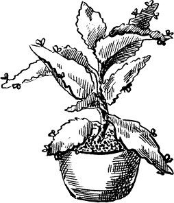 Раскраска комнатные растения для детей