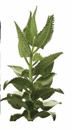 Алоэ каланхоэ Родина растения.