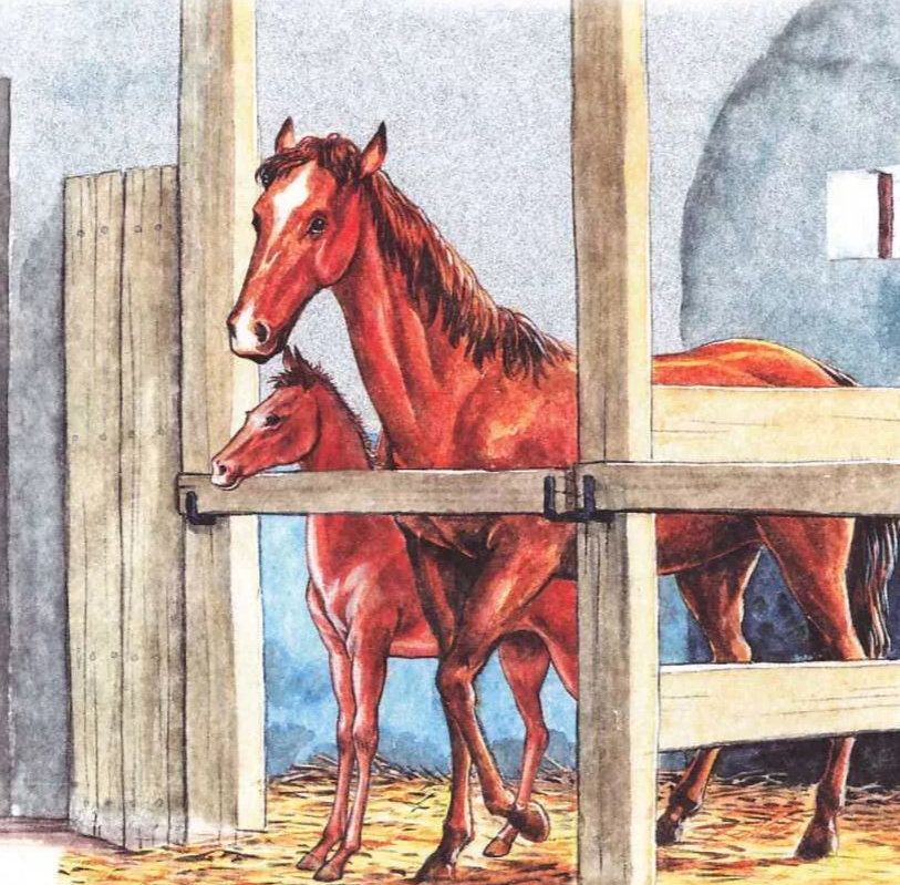 Конюшня рисунок. Лошадь в конюшне. Конь в стойле. Денник для лошади. Стойло для лошади.