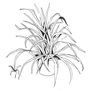 Раскраски комнатные растения хлорофитум